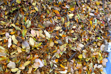 Brown dried leaves of rain tree. Dried leaves for composting