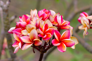 Plumeria or frangipani flower. Tropical tree