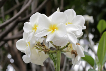 Obraz premium Plumeria or frangipani flower. Tropical tree