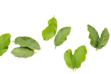 Guava leaves on white background.