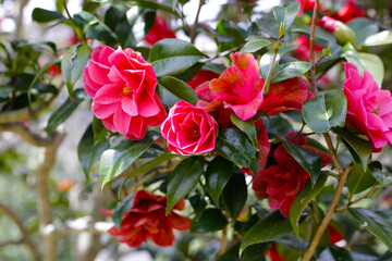 Beautiful camellia flower on tree. The Expo 70 Commemorative Park, Osaka, Japan