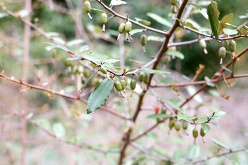 Fruits of elaeagnus pungens, Thorny-Olive