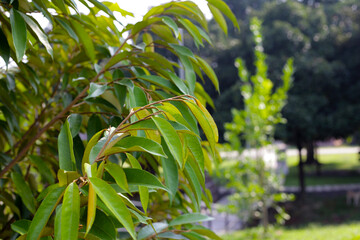 Durian tree in the garden