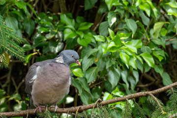 Common wood pigeon (Columba palumbus) close up sitting at the branch.