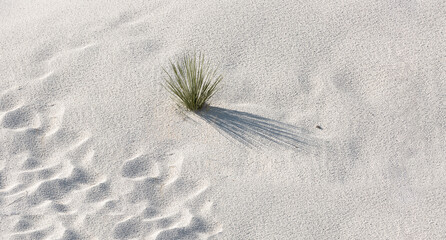 Soaptree Yucca Casts Shadow on White Gypsum