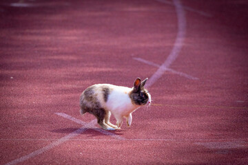 Athlete rabbit running on a running track