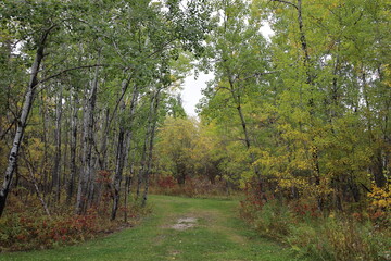 wide path separates poplar stand from mixed forest