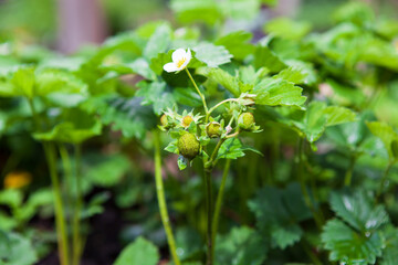 A close-up shot of a single strawberry plant with a white flower and green berries growing in a garden. 