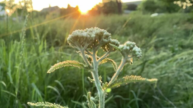 Common Yarrow or Achillea Millefolium with small white Flowers and Ants