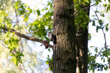 Obraz premium yound small great spotted woodpecker on a tree