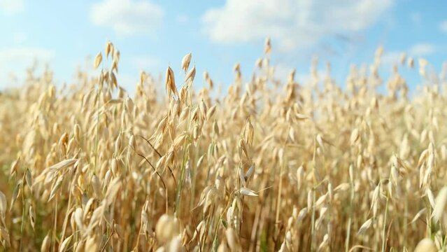 Oat field. Agricultural landscape of golden ripe oat ears close-up, focus on the foreground. Stock video 4k