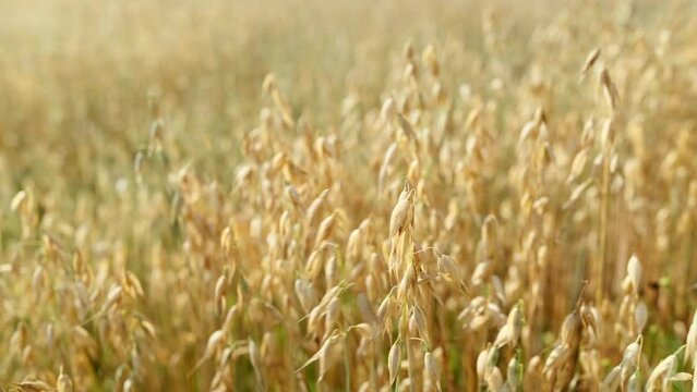 Oat field. Agricultural landscape of golden ripe oat ears close-up, focus on the foreground. Stock video 4k