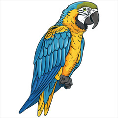 Parrot flat vector illustration Parrot cartoon vector illustration
