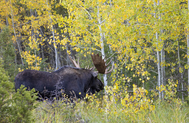 Bull Shiras Moose During the Rut in Autumn in Wyoming
