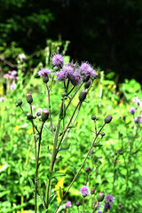 Creeping Thistle (Cirsium arvense) blooming in spring