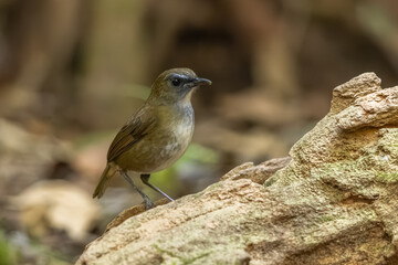 Lesser Shortwing perched on a tree trunk