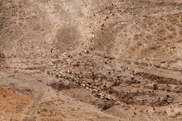 Agriculture of Gran Canaria - a large group of goats and sheep are moving across a dry landscape,...
