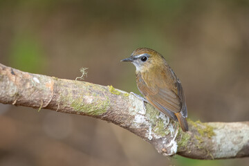 Lesser Shortwing perched on a branch