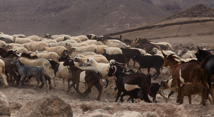 Agriculture of Gran Canaria - a large group of goats and sheep are moving across a dry landscape,...