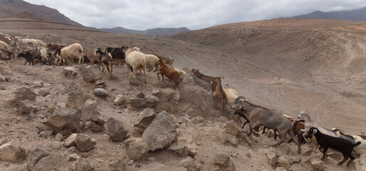 Agriculture of Gran Canaria - a large group of goats and sheep are moving across a dry landscape,...