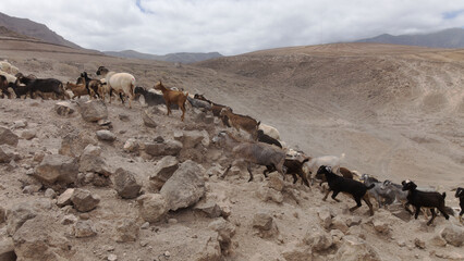 Agriculture of Gran Canaria - a large group of goats and sheep are moving across a dry landscape,...