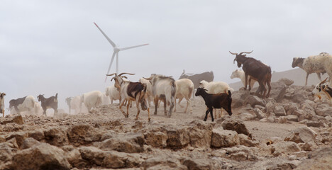 Agriculture of Gran Canaria - a large group of goats and sheep are moving across a dry landscape,...