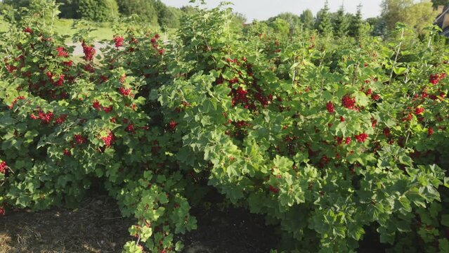 Plantacja porzeczki czerwnoej
