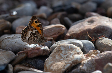 butterfly perched on pebbles by the sea