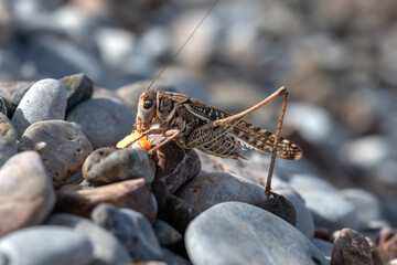 macro photo shoot grasshopper in nature