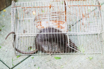 Big rat captured in a cage (released in the forest).