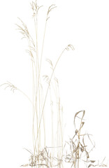 Side view of Meadow Grass plant