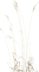Obraz premium Side view of Meadow Grass plant