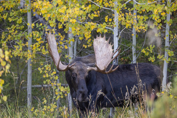 Bull Shiras Moose During the Rut in Autumn in Wyoming