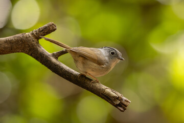 Mountain Fulvetta perched on a branch in the forest © Wim