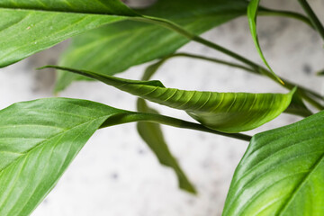 Obraz premium Closeup of vibrant green leaves on a houseplant showcasing their texture and natural beauty.