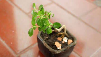 A small plant in a small black pot