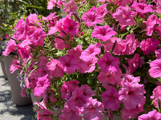 Petunia pink beautiful flowers blossom