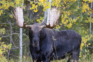 Bull Shiras Moose During the Rut in Autumn in Wyoming