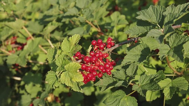 Plantacja porzeczki czerwnoej