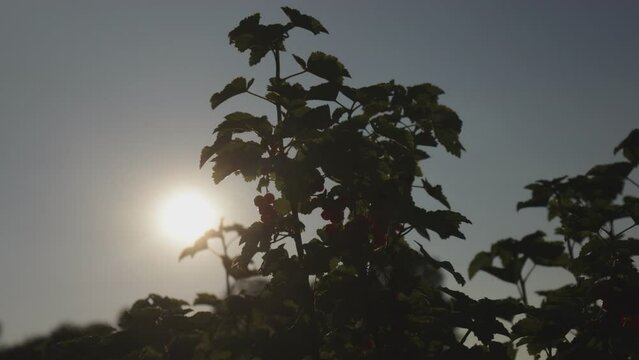 Plantacja porzeczki czerwnoej