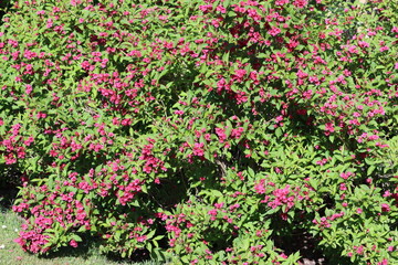 Sweden. Weigela is a genus of between six and 38 species of deciduous shrubs in the family Caprifoliaceae, growing to 1&ndash;5 m (3&ndash;15&prime;) tall. All are natives of eastern Asia. 