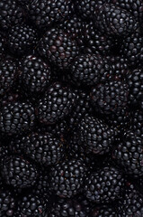 A lot of fresh balckberries 