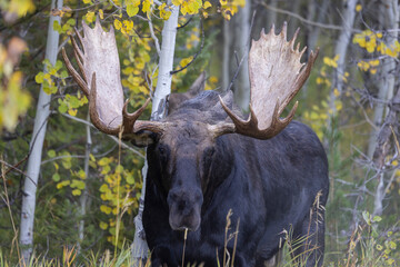 Bull Shiras Moose During the Rut in Autumn in Wyoming