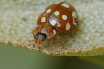 Closeup on the colorful European red cream-spot ladybird , Calvia quatuordecimguttata, sitting on a leaf