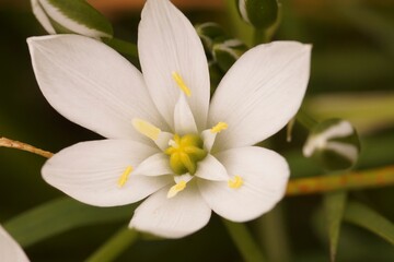 Obraz premium Close-up on the bright white flowers of the garden star-of-Bethlehem grass-lily, Ornithogalum umbellatum