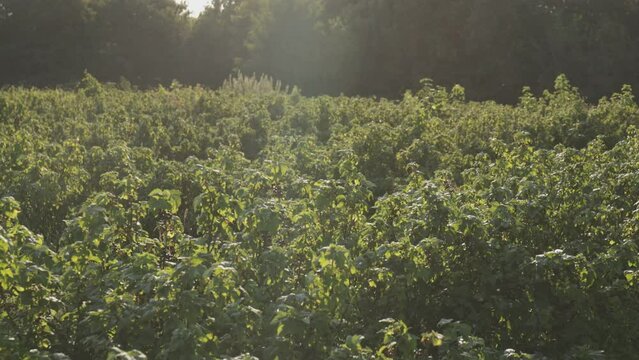 Plantacja porzeczki czarnej