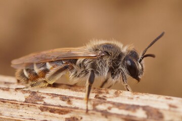 Natural closeup on a cute female red bellied miner bee, Andrena ventralis on a piece of wood