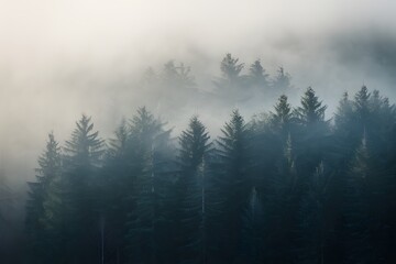 Enchanting misty forest with tall evergreen trees, soft sunlight, and serene ambiance