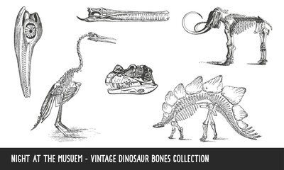 Vintage Dinosaur Bones Black and White Illustrations