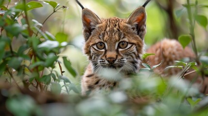 Fototapeta premium A close-up portrait of a young bobcat peering through a thicket of green foliage in a dense forest